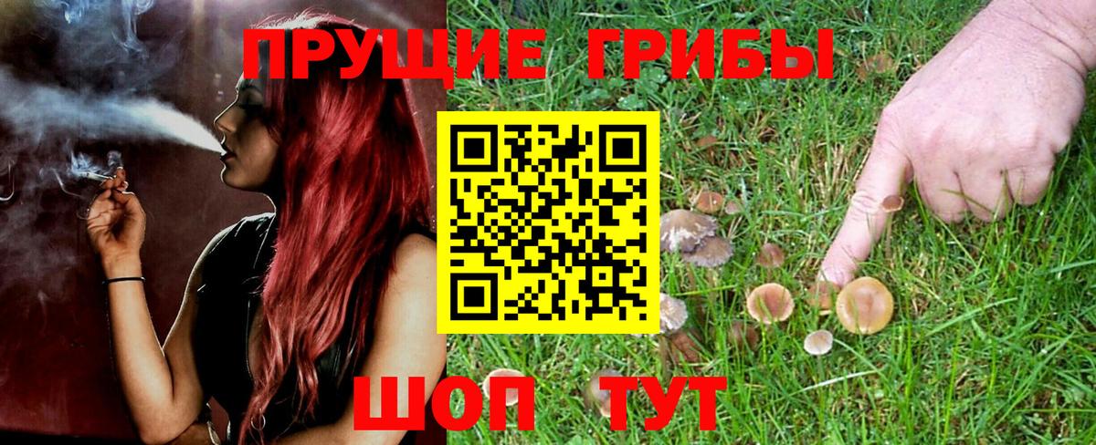 Псилоцибиновые грибы Psilocybine cubensis Чапаевск